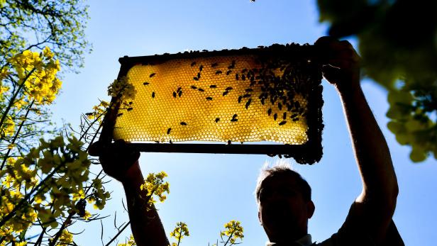 Bienenhaltung im eigenen Garten oder auf der Terrasse