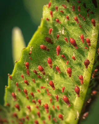 Schädlinge im Visier